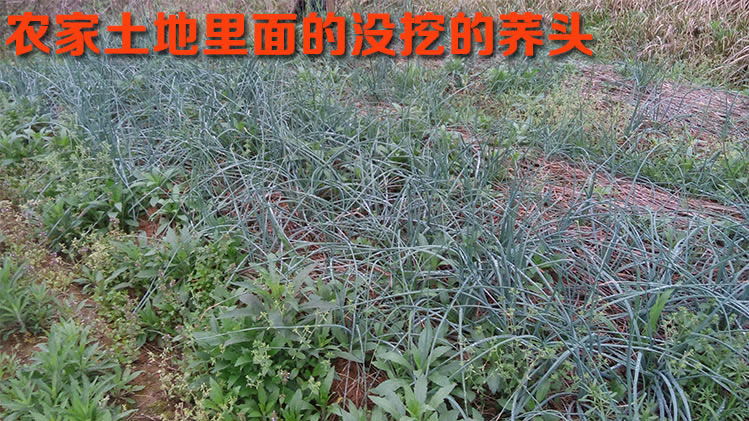 【5斤装】新鲜荞头藠头教头茭头农家叫头江西特产蔬菜现挖荞头